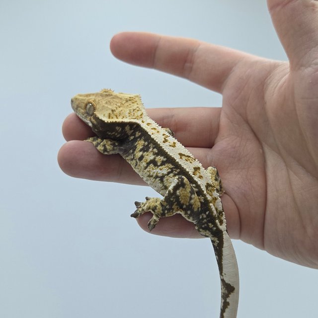 트라이 화이트스팟