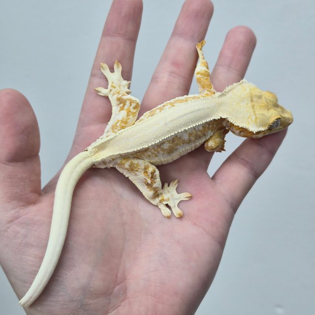 릴리100%헷아잔틱