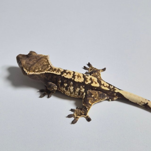 노멀 화이트스팟