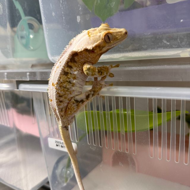 릴리화이트 트라이