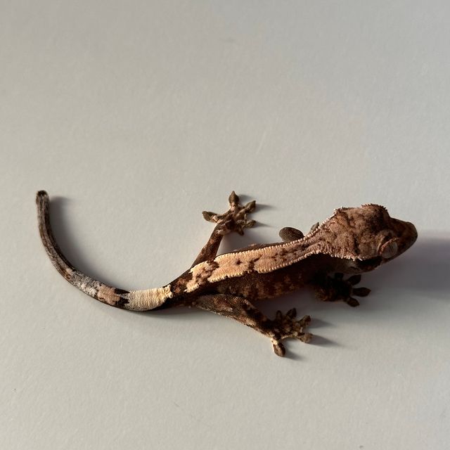 세이블