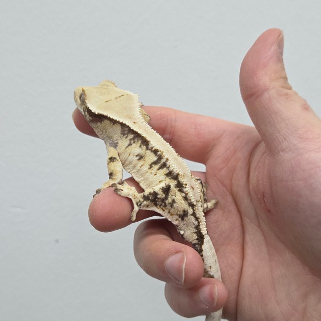 노멀 화이트스팟