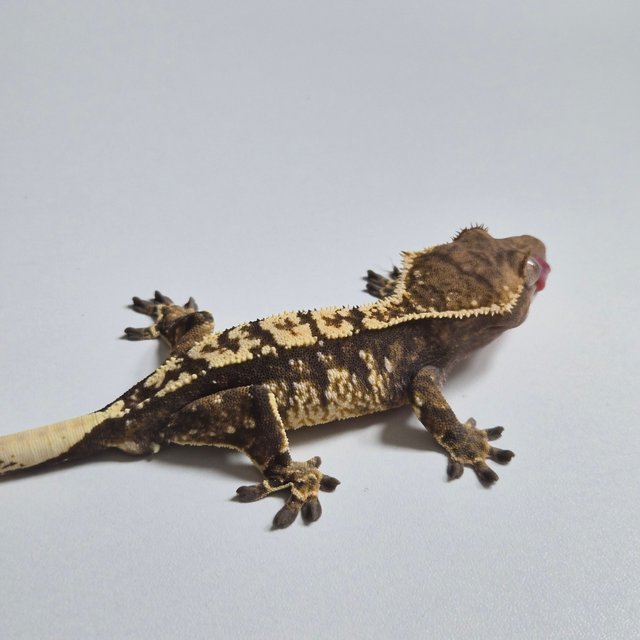 노멀 화이트스팟