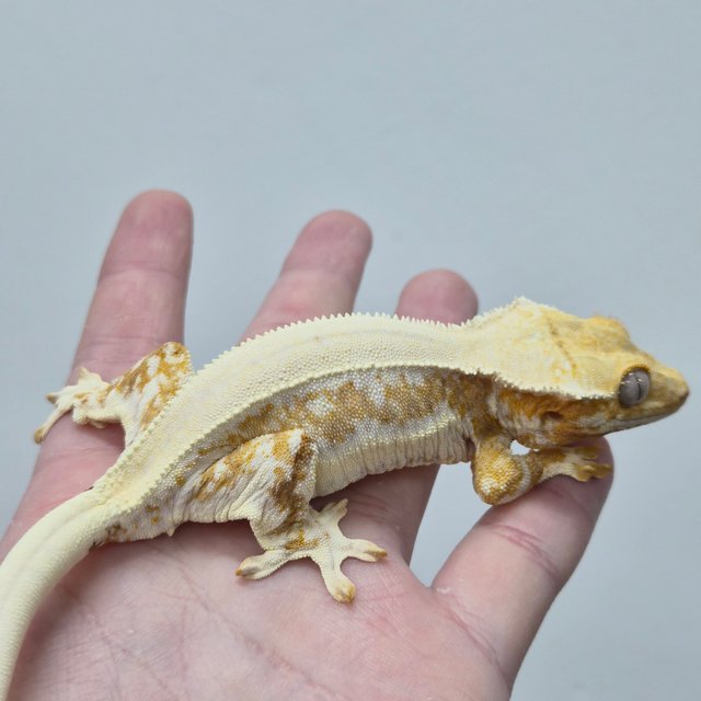 릴리100%헷아잔틱