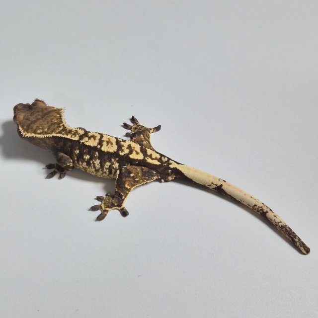 노멀 화이트스팟