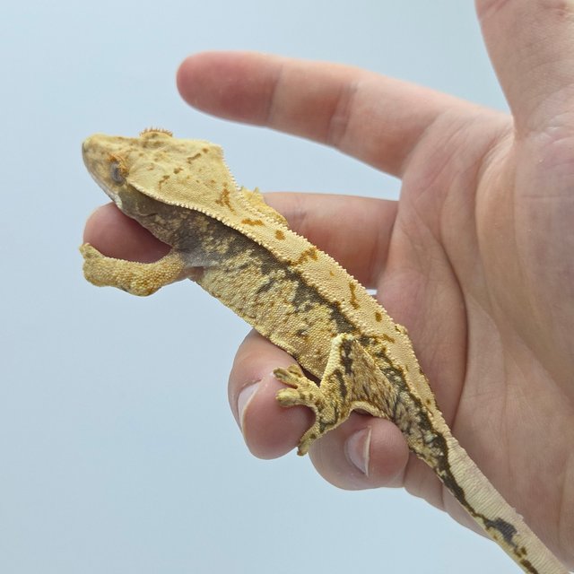 드리피 화이트스팟 트라이