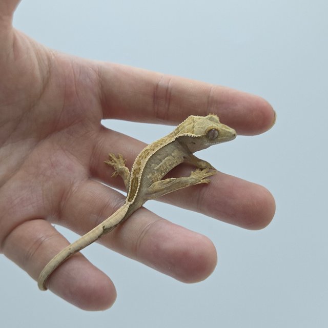 풀핀 쿼드 트라이