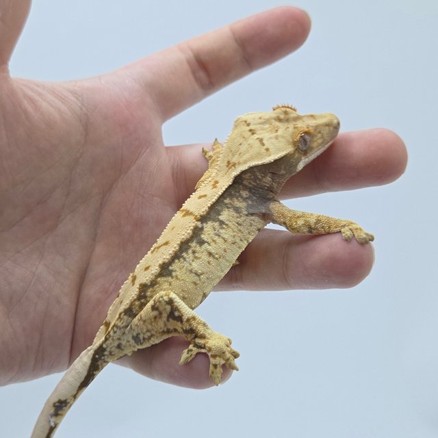 드리피 화이트스팟 트라이