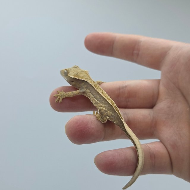 풀핀 쿼드 트라이