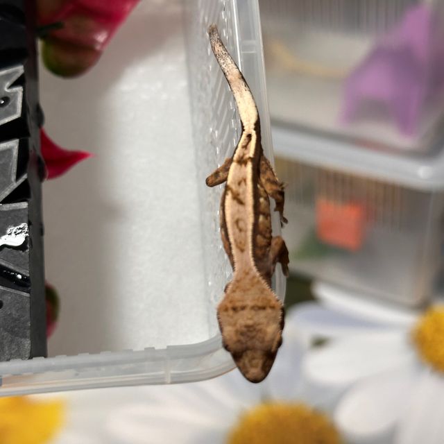 세이블