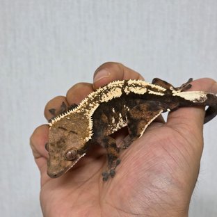 세이블