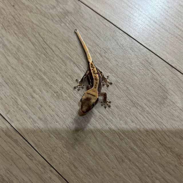 릴리화이트 레드