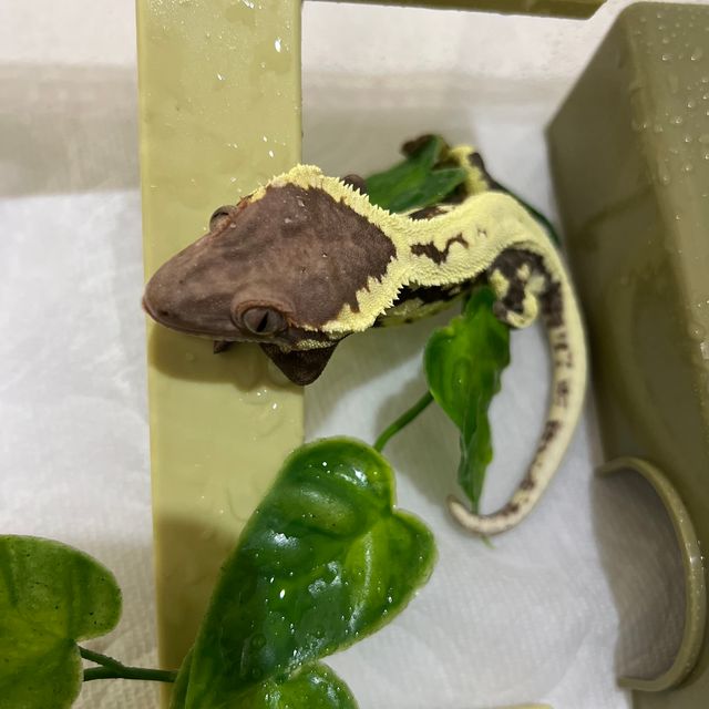 프라푸치노