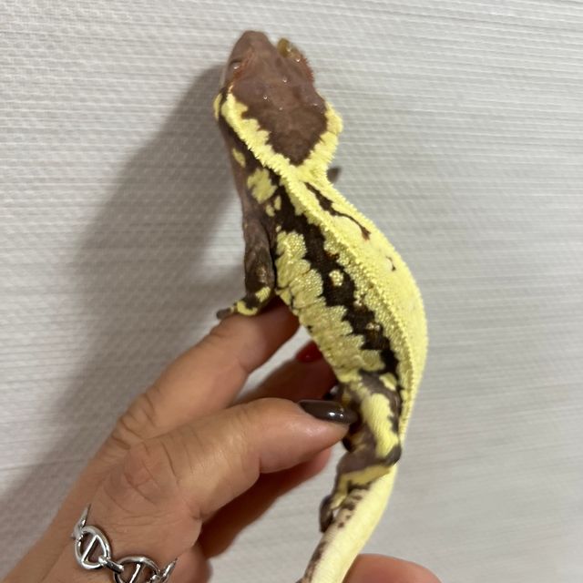 프라푸치노