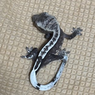 아잔틱