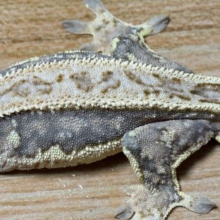 노멀 풀핀 트라이