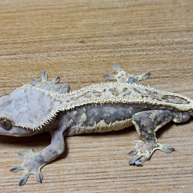 노멀 풀핀 트라이