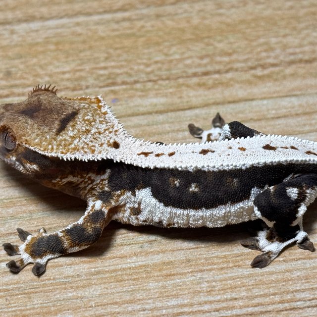 릴리100%헷아잔틱