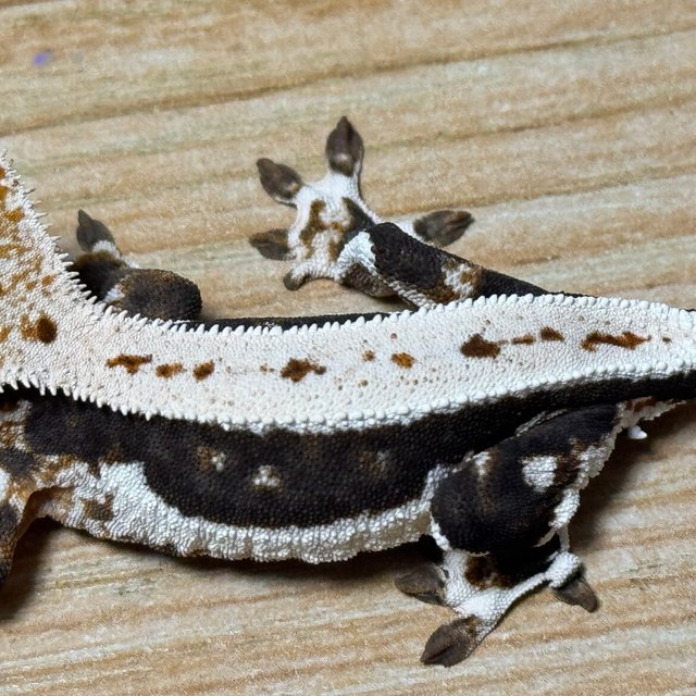 릴리100%헷아잔틱