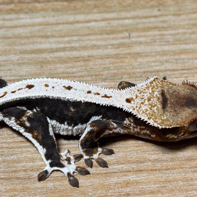 릴리100%헷아잔틱