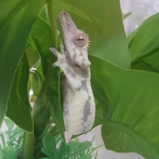 프라푸치노