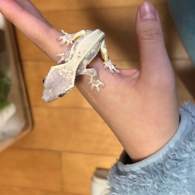 프라푸치노