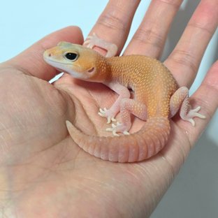 아멜라니스틱 패턴리스