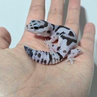 화이트아웃 오레오 헷 고스트