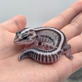 오레오 패턴리스