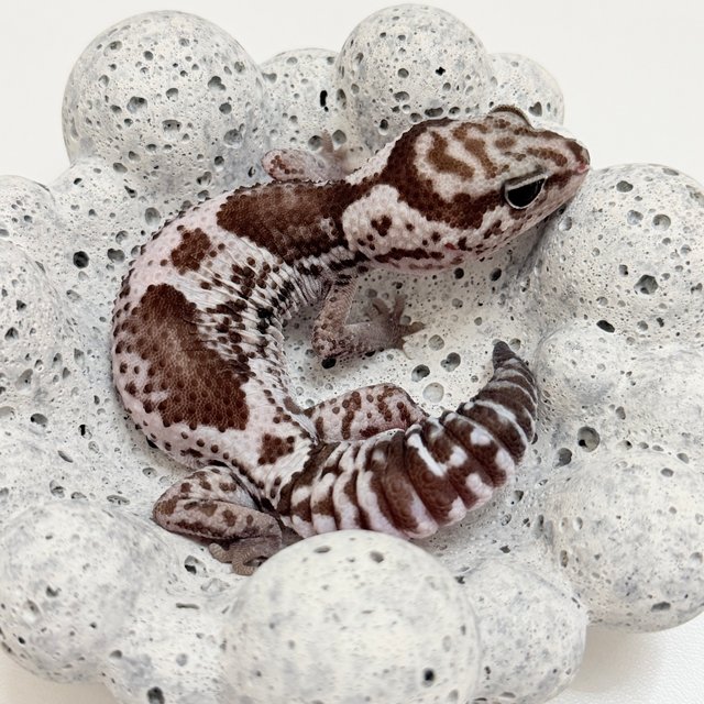 오레오 헷 아멜라니스틱 헷 패턴리스