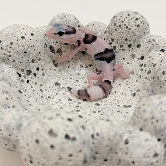 화이트아웃 오레오