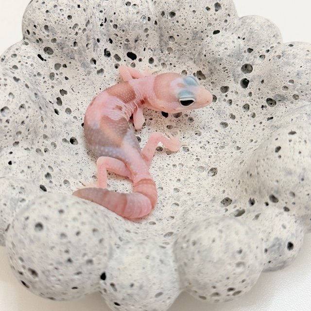 화이트아웃 아멜라니스틱 오레오