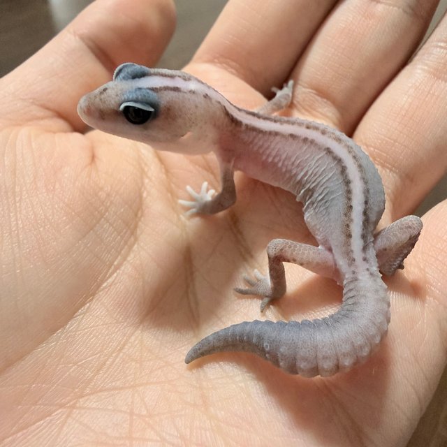 오레오 패턴리스