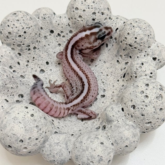 오레오 패턴리스