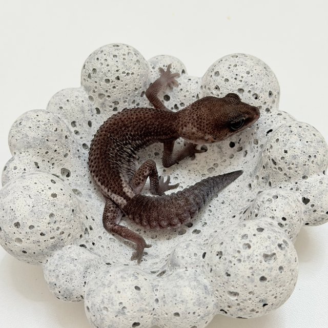 오레오 패턴리스 헷 아멜라니스틱