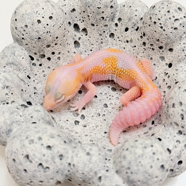 아멜라니스틱 카라멜 줄루 헷 오레오