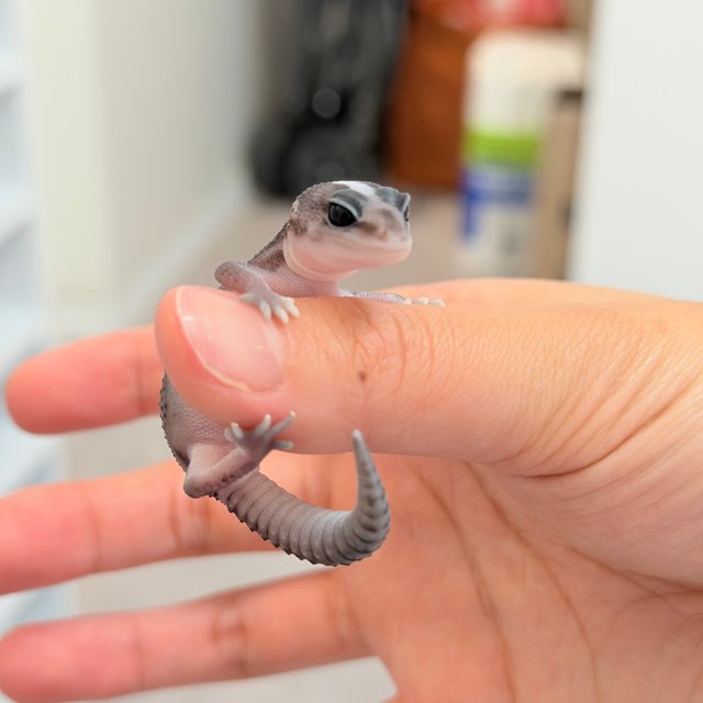 오레오 패턴리스