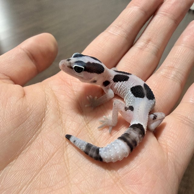 화이트아웃 오레오