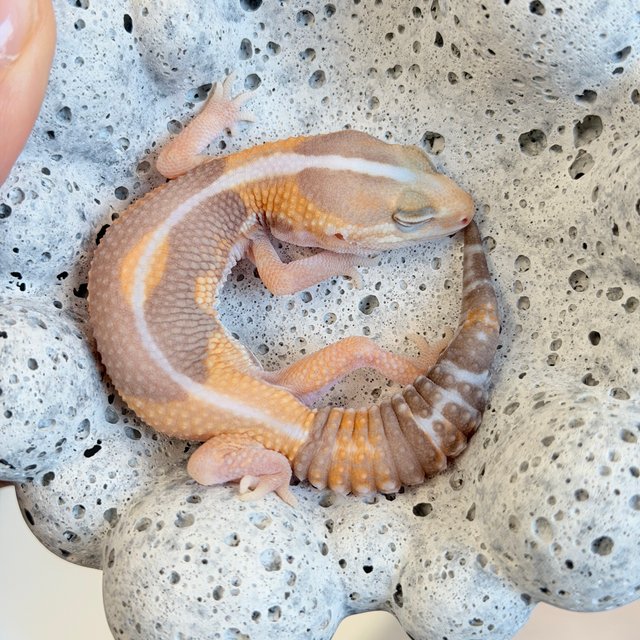 아멜라니스틱 제로 헷 오레오 헷 패턴리스