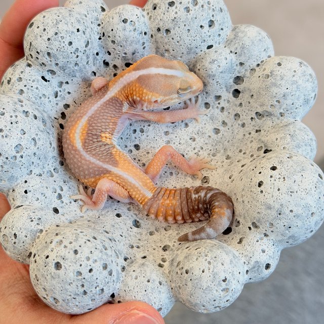 아멜라니스틱 제로 헷 오레오 헷 패턴리스