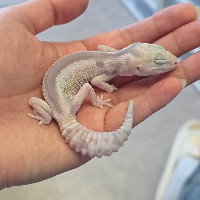 화이트아웃 고스트 줄루 헷 패턴리스