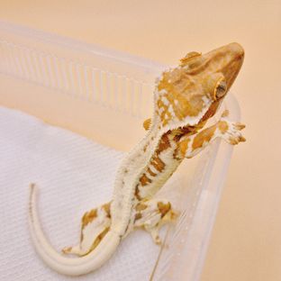 크림 프라푸치노