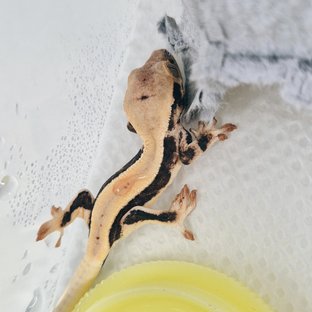 릴리화이트 블랙