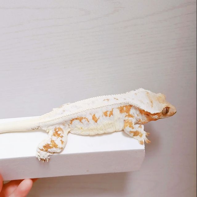 화이트 크림 릴리화이트 옐로우