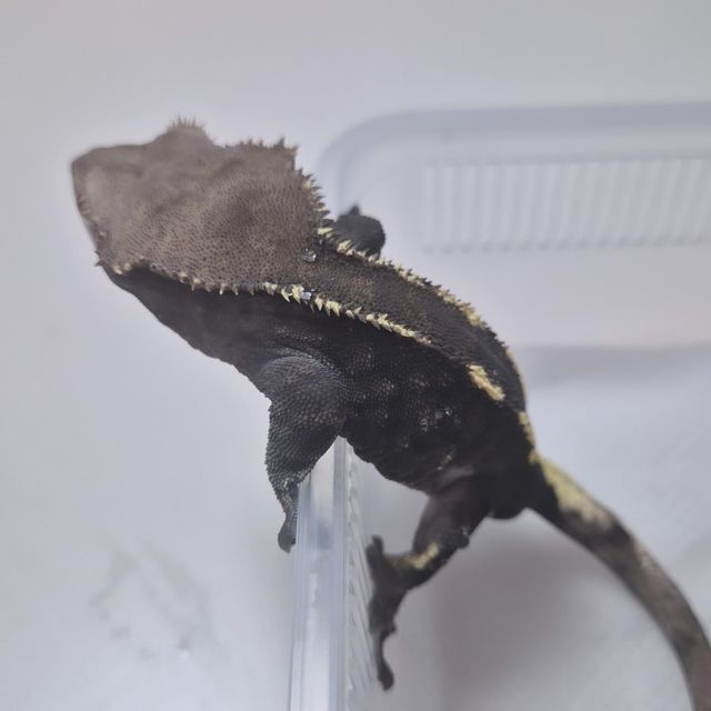 카푸치노