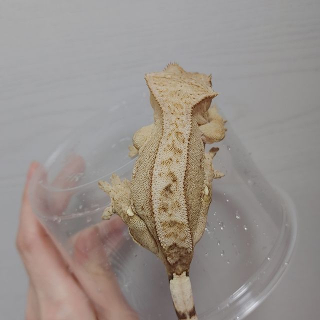 옐로우 크림시클 크림