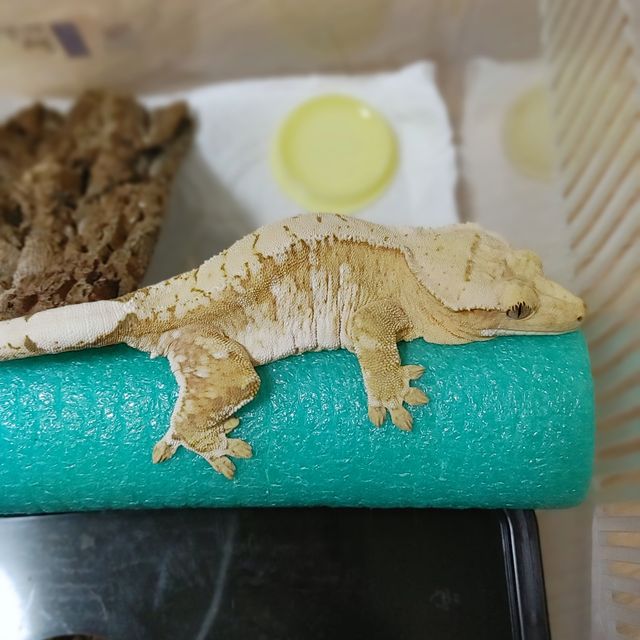 크림시클