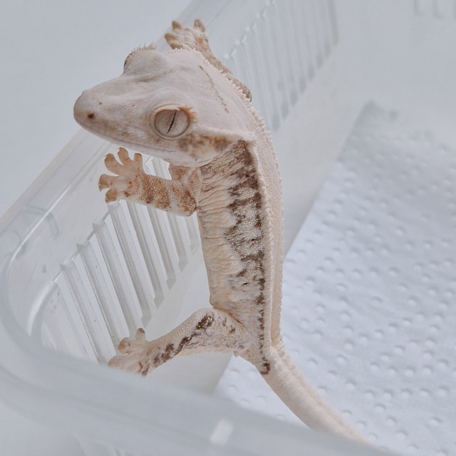 릴리화이트 솔리드백 화이트