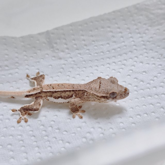 팬텀 릴리화이트 옐로우 크림 크림시클