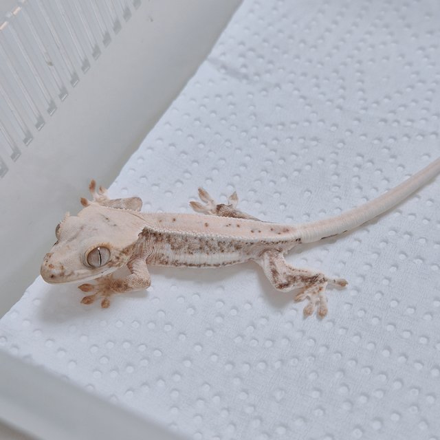 크림 크림시클 옐로우 릴리화이트